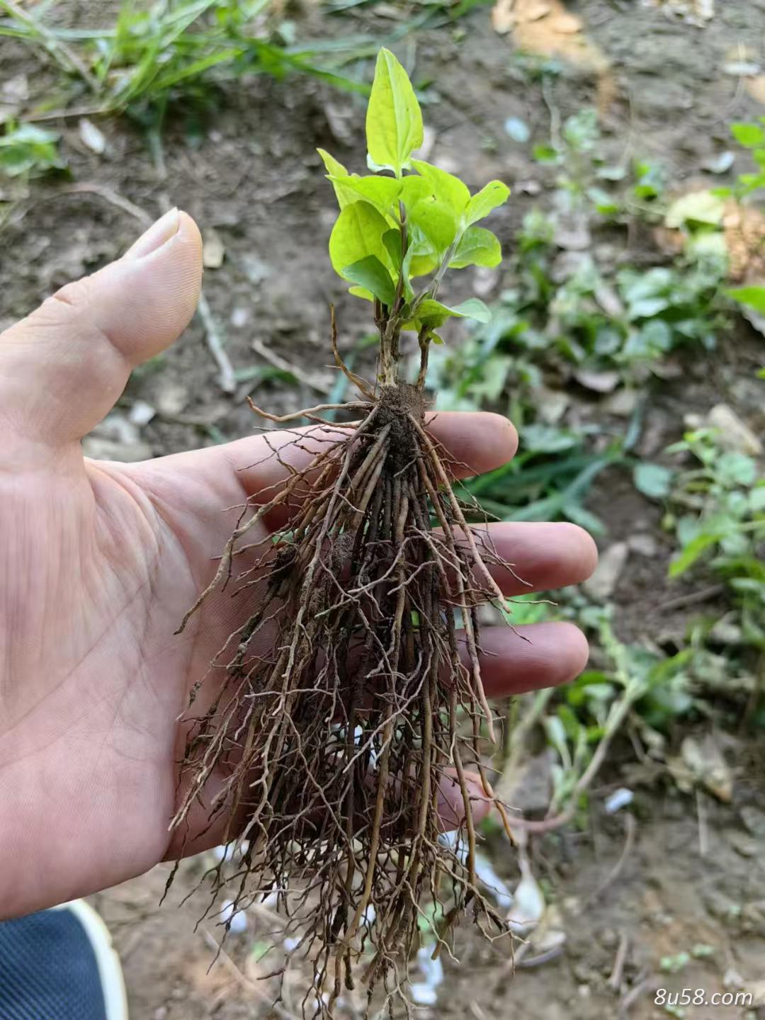 现起现发威灵仙种苗 品种齐全质量保证 根系发达种植好管理 威灵仙种苗,,品质卓越,价格公道.威灵仙种苗,专业培育,品质卓越,值得信赖! 现起现发威灵仙种苗 品种齐全质量保证 根系发达种植好管理 威灵仙种苗,,品质卓越,价格公道.威灵仙种苗,专业培育,品质卓越,值得信赖!