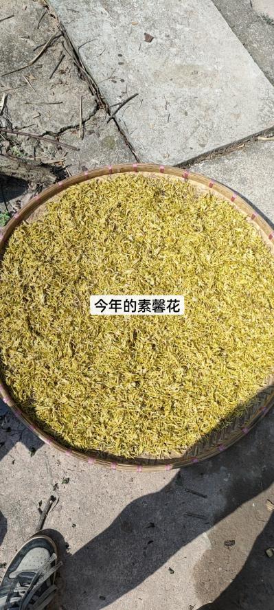 大量素馨花供应