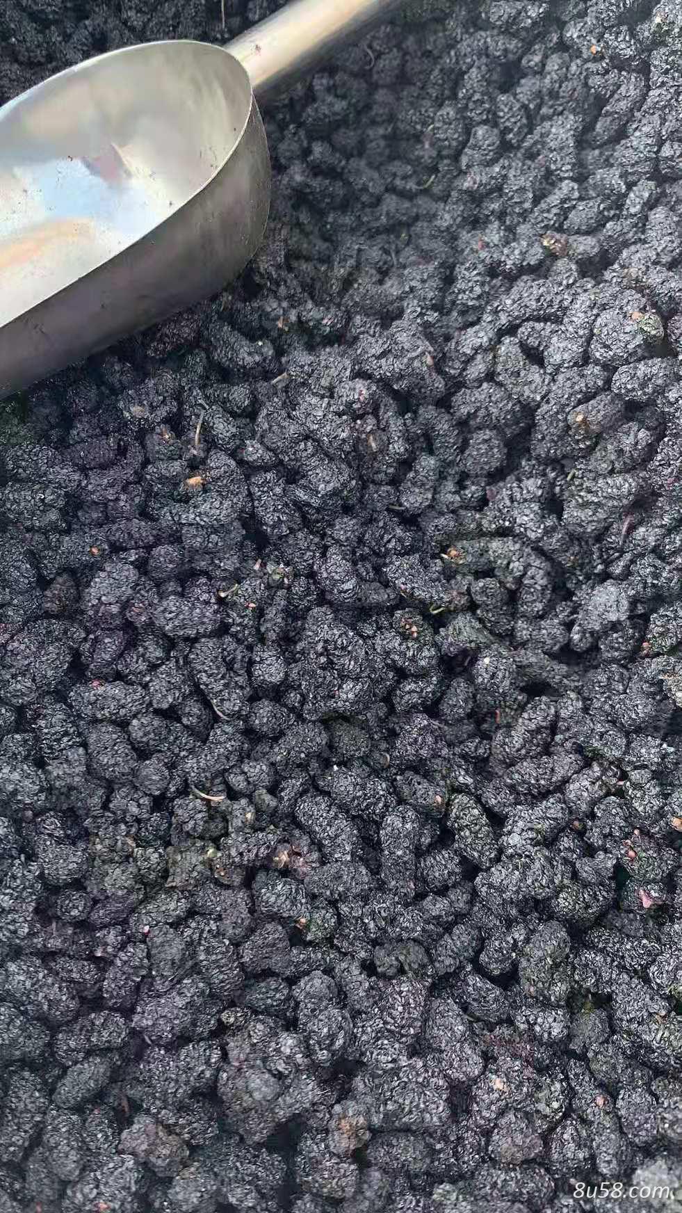 桑椹