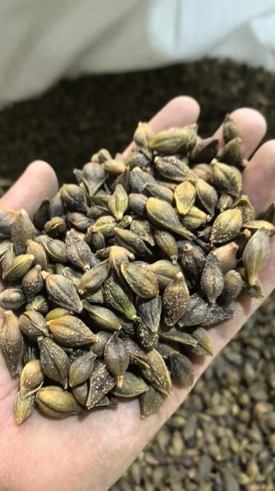 青翘（全检合格）