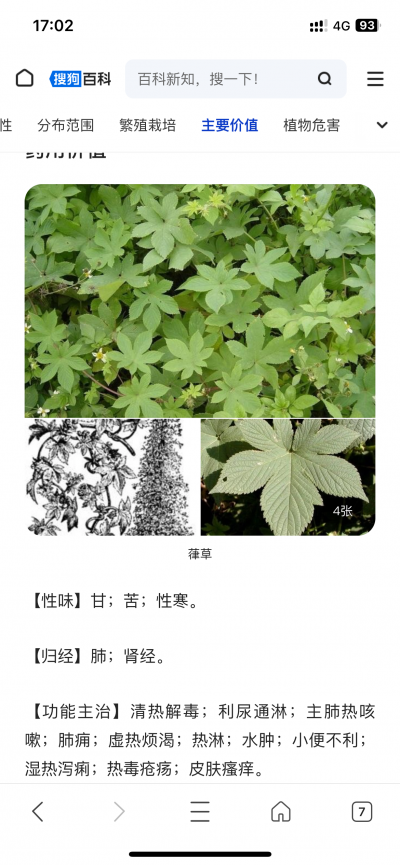 葎草