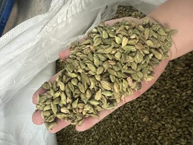 绿豆蔻