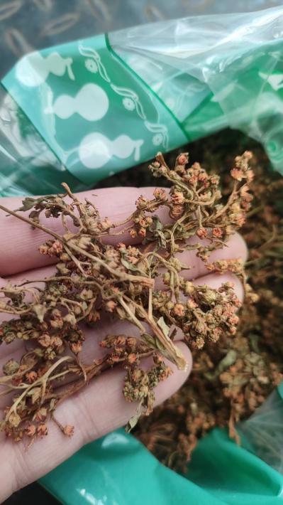 赶黄花