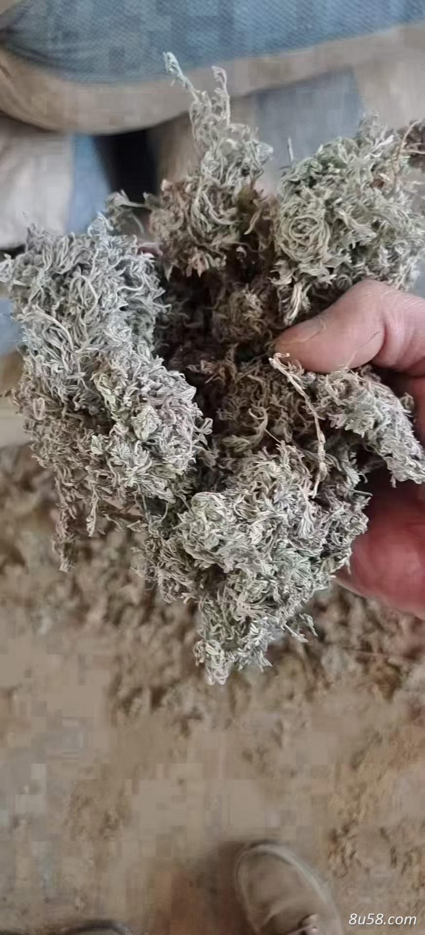 茵陈