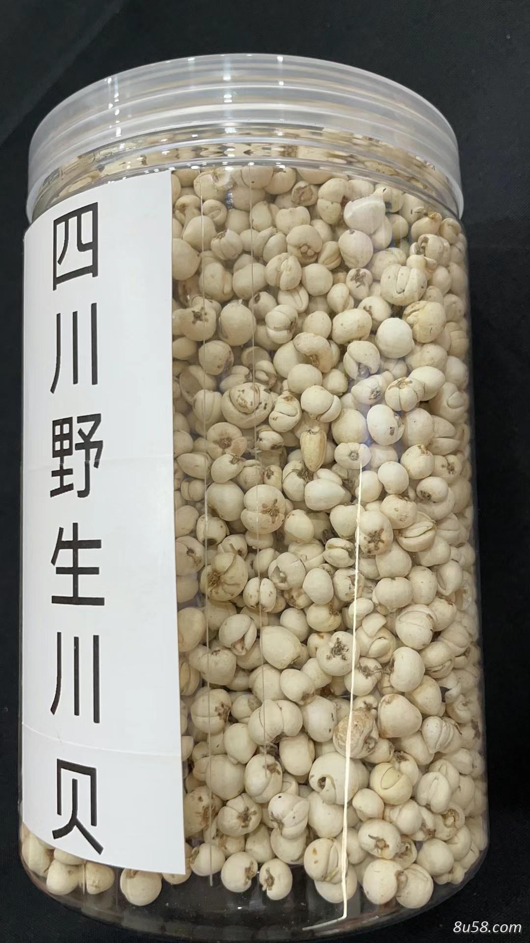 川贝母