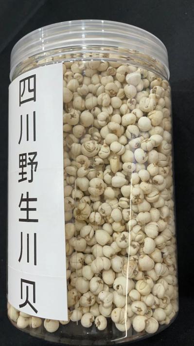 川贝母