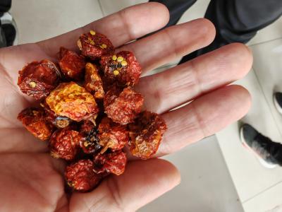 灯笼果
