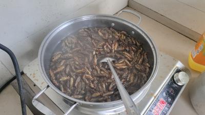 土狗蝼蛄