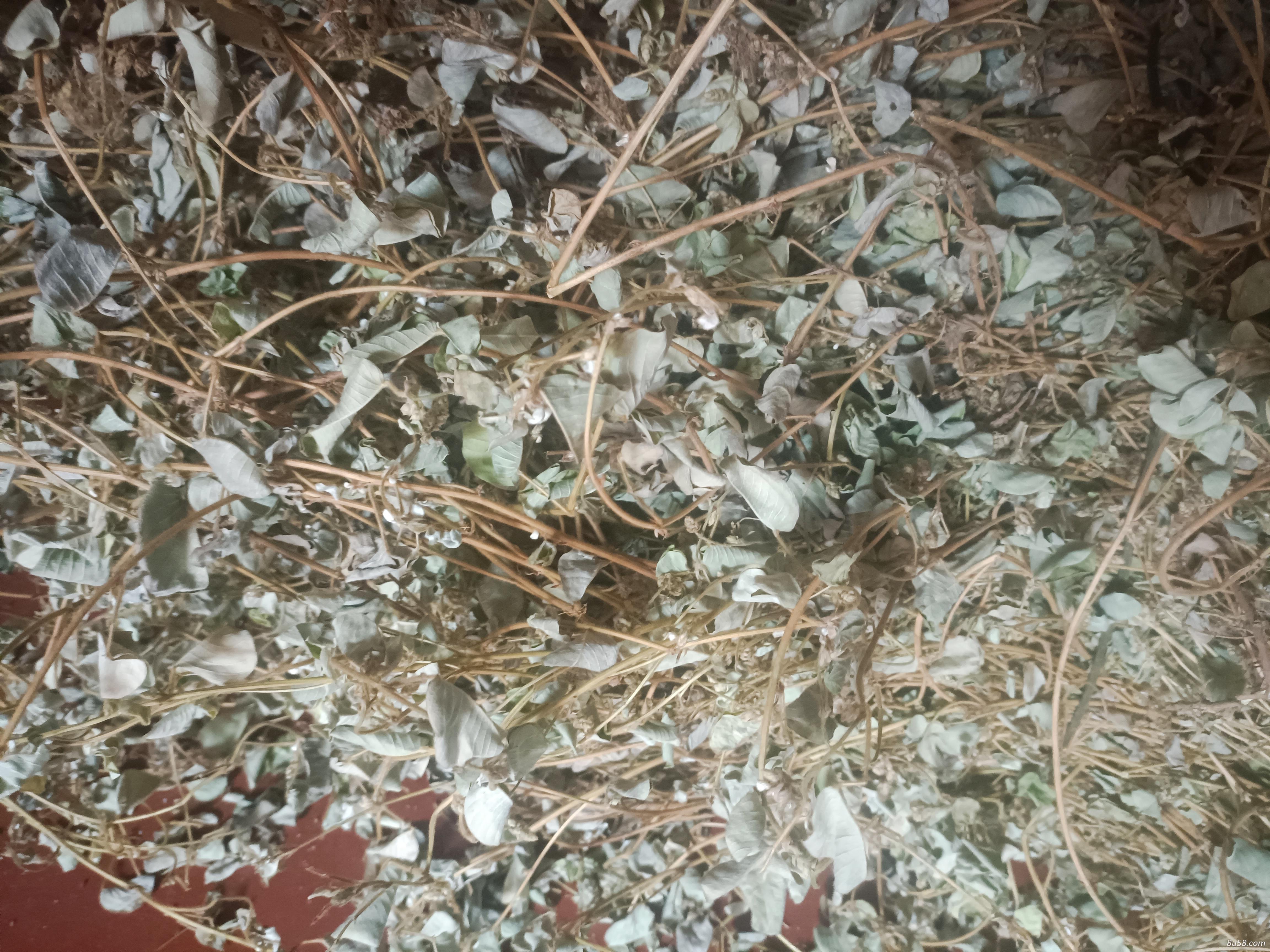 大量广金钱草销售