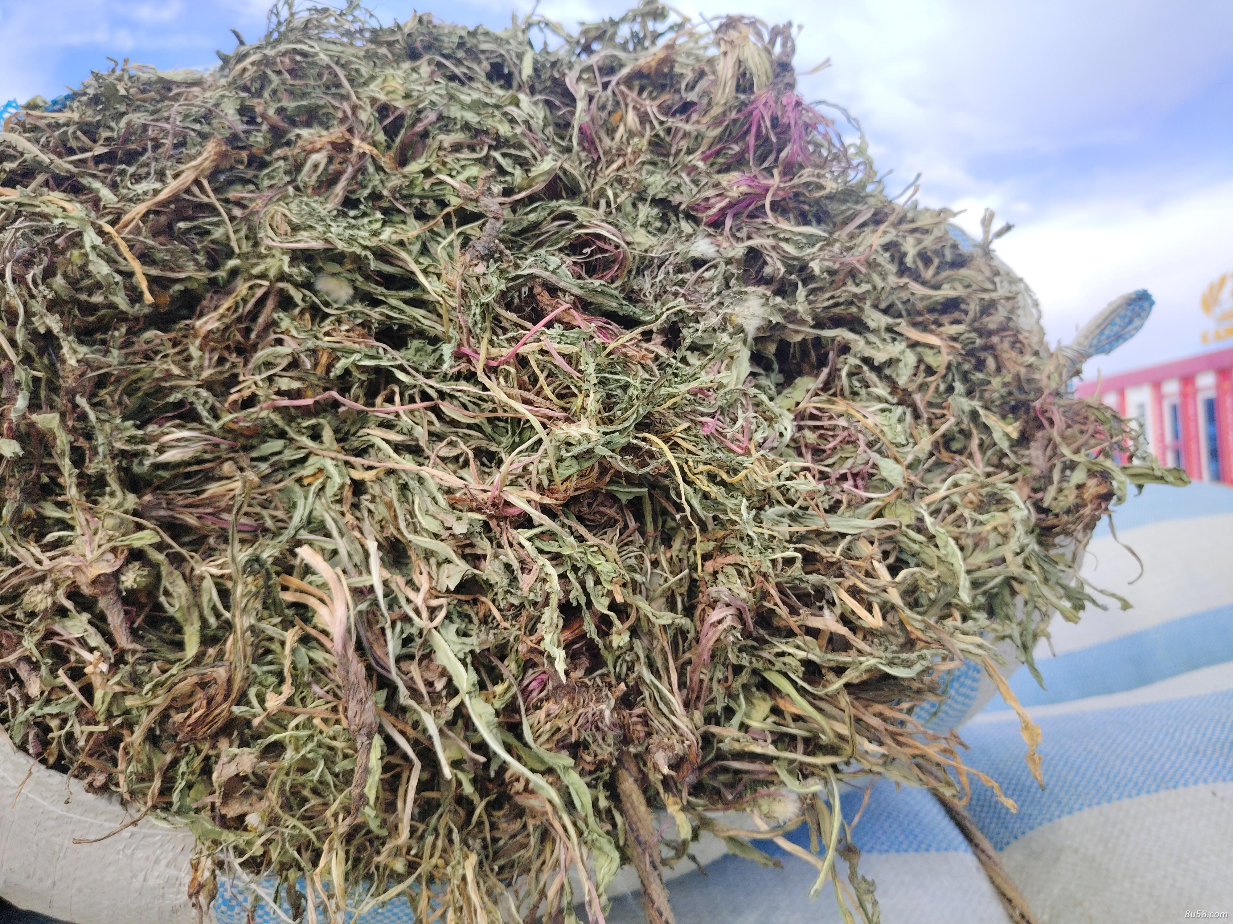 甘肃野生蒲公英