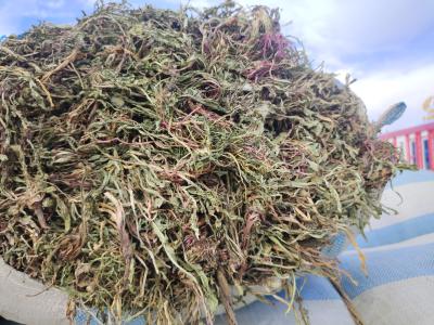 甘肃野生蒲公英