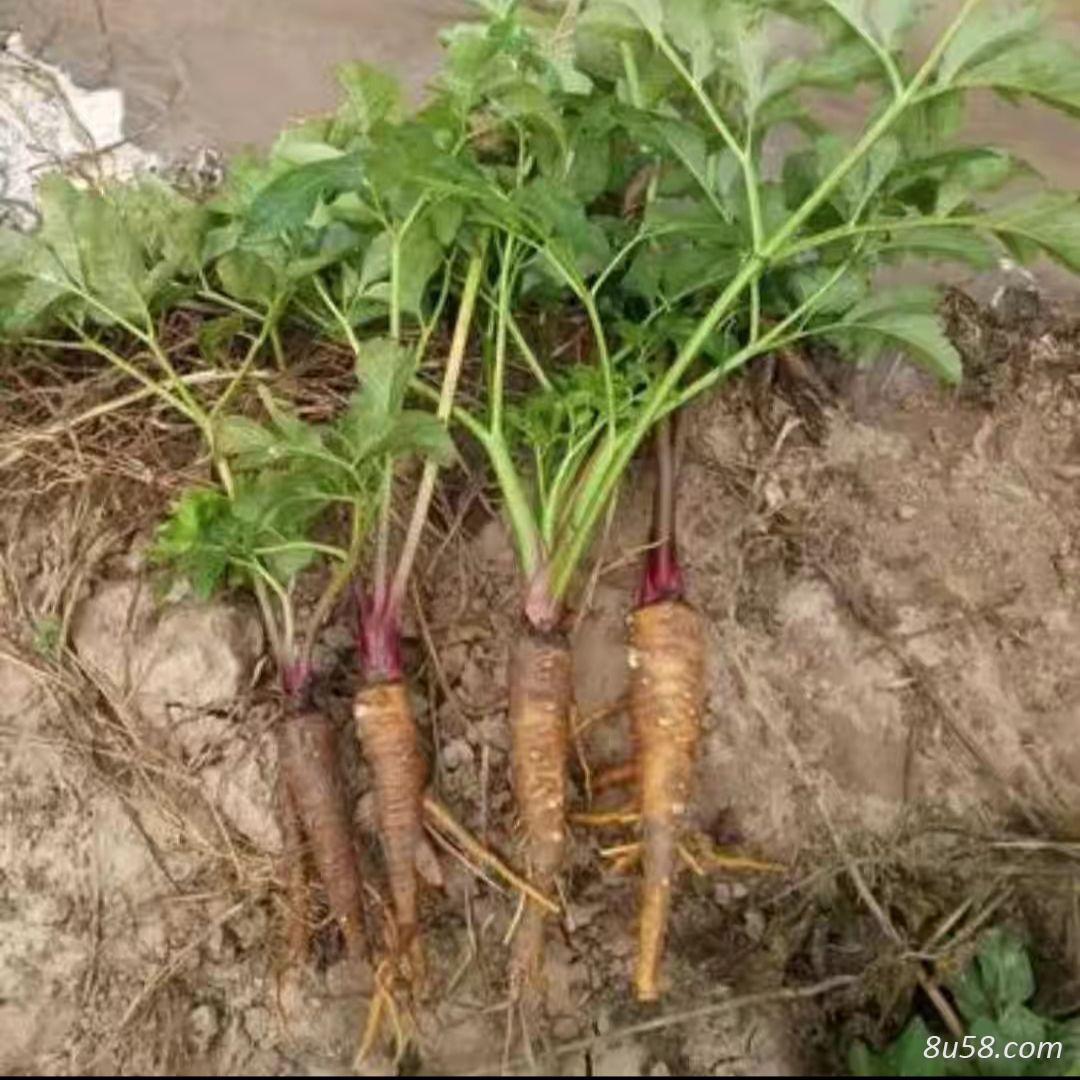 白芷鲜货