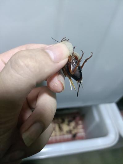 蟋蟀