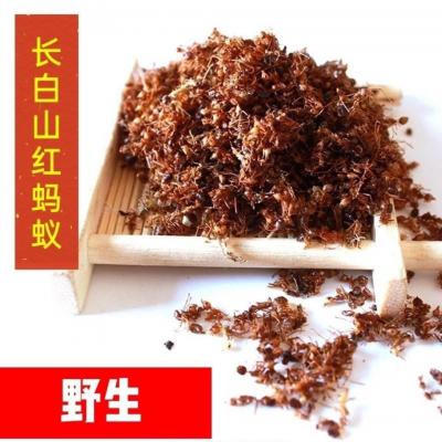红蚂蚁