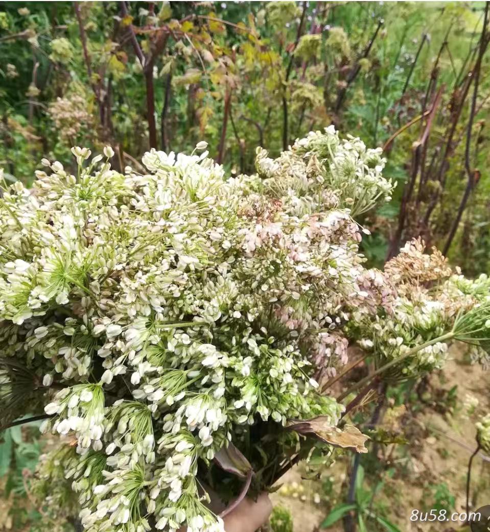 新产当归种子900公斤,纯新产,抗病高产一级良种,种植基地采收,发芽率高,提供种植技术,长年收购成品。产地一手货源,诚信为本 新产当归种子900公斤,纯新产,抗病高产一级良种,种植基地采收,发芽率高,提供种植技术,长年收购成品。产地一手货源,诚信为本