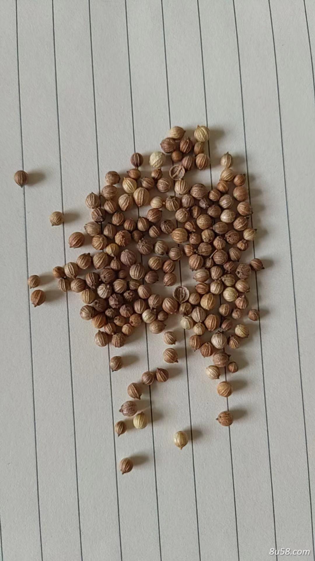 香菜籽