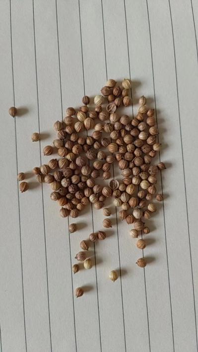 香菜籽