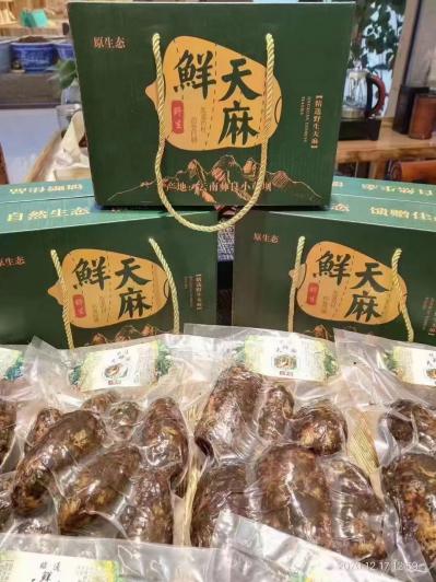 鲜天麻