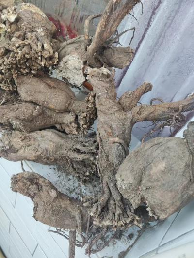 出售狼花