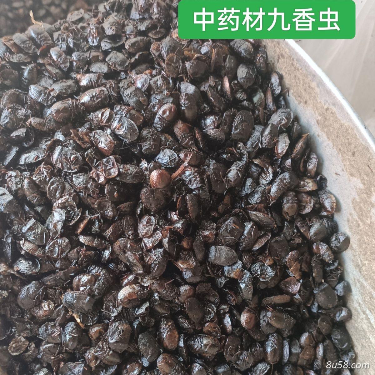 九香虫