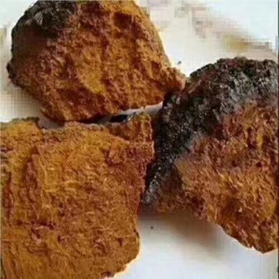 桦树茸