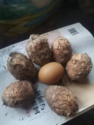 独角莲有需要的么，量大优先