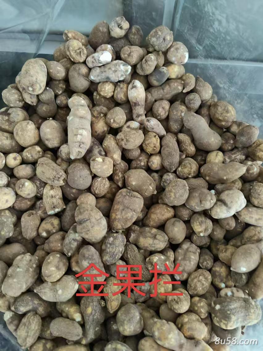 金果榄