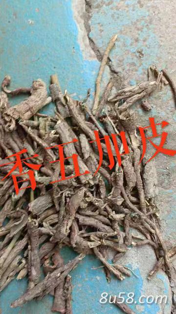 香五加皮