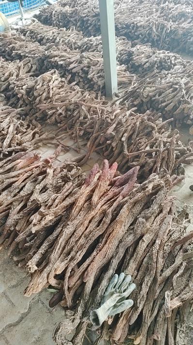 沙漠里肉苁蓉