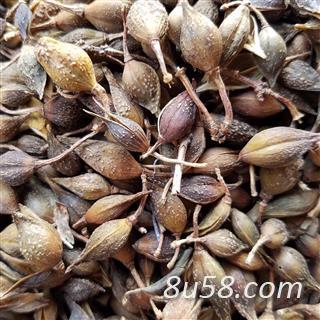 水煮青翘，挥发油2.3，现货50吨左右