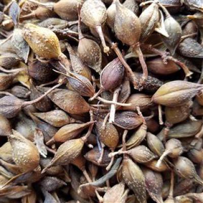 水煮青翘，挥发油2.3，现货50吨左右