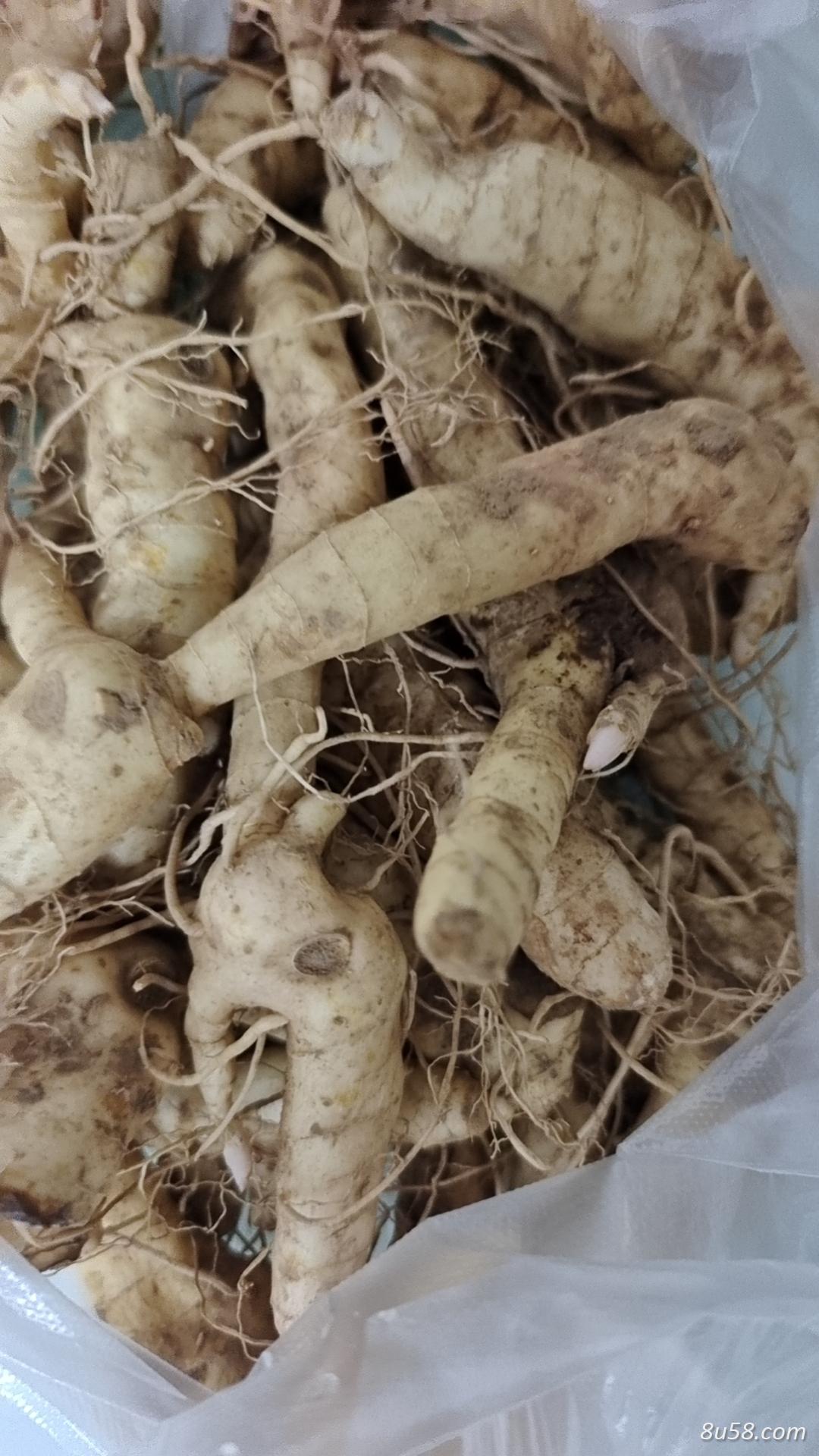 山东高质量鸡头黄精出售 山东高质量鸡头黄精出售