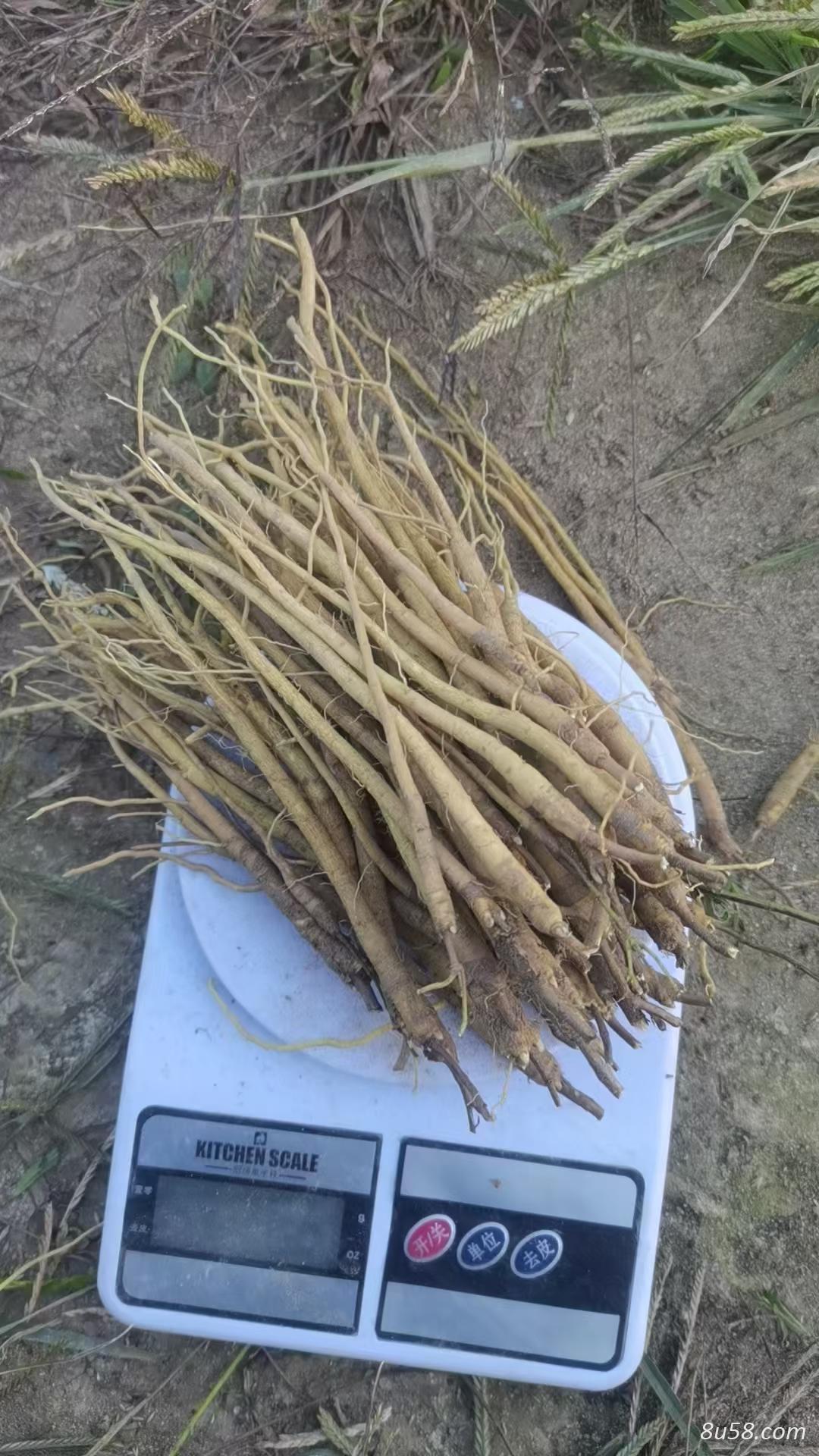 哪里能买到新鲜的黄芩鲜货？黄芩的黄芩鲜货的主要功效是什么？它的作用到底大不大？