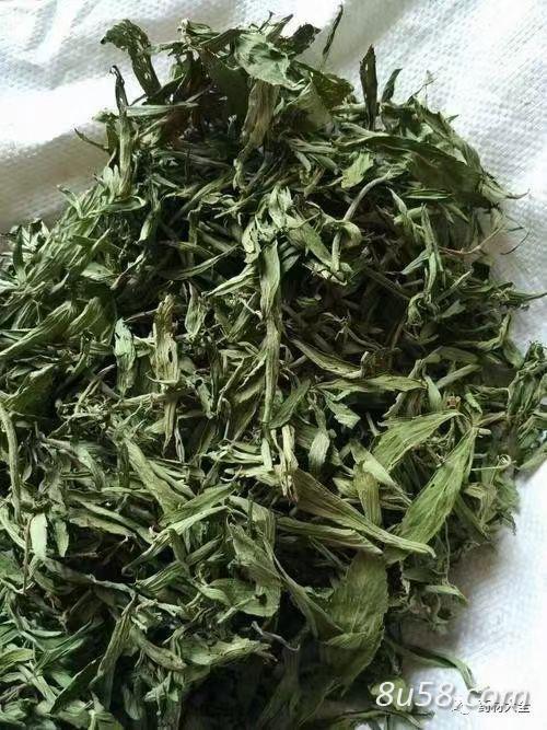 甜叶菊