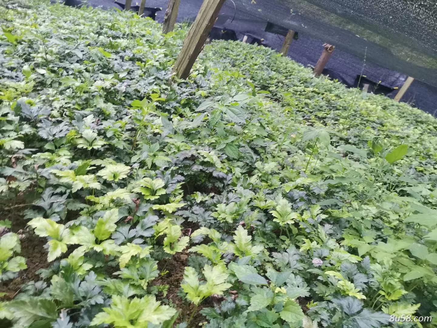 供应黄连苗子鸡爪连黄连种苗