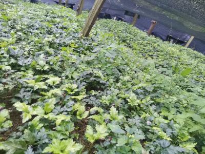 供应黄连苗子鸡爪连黄连种苗