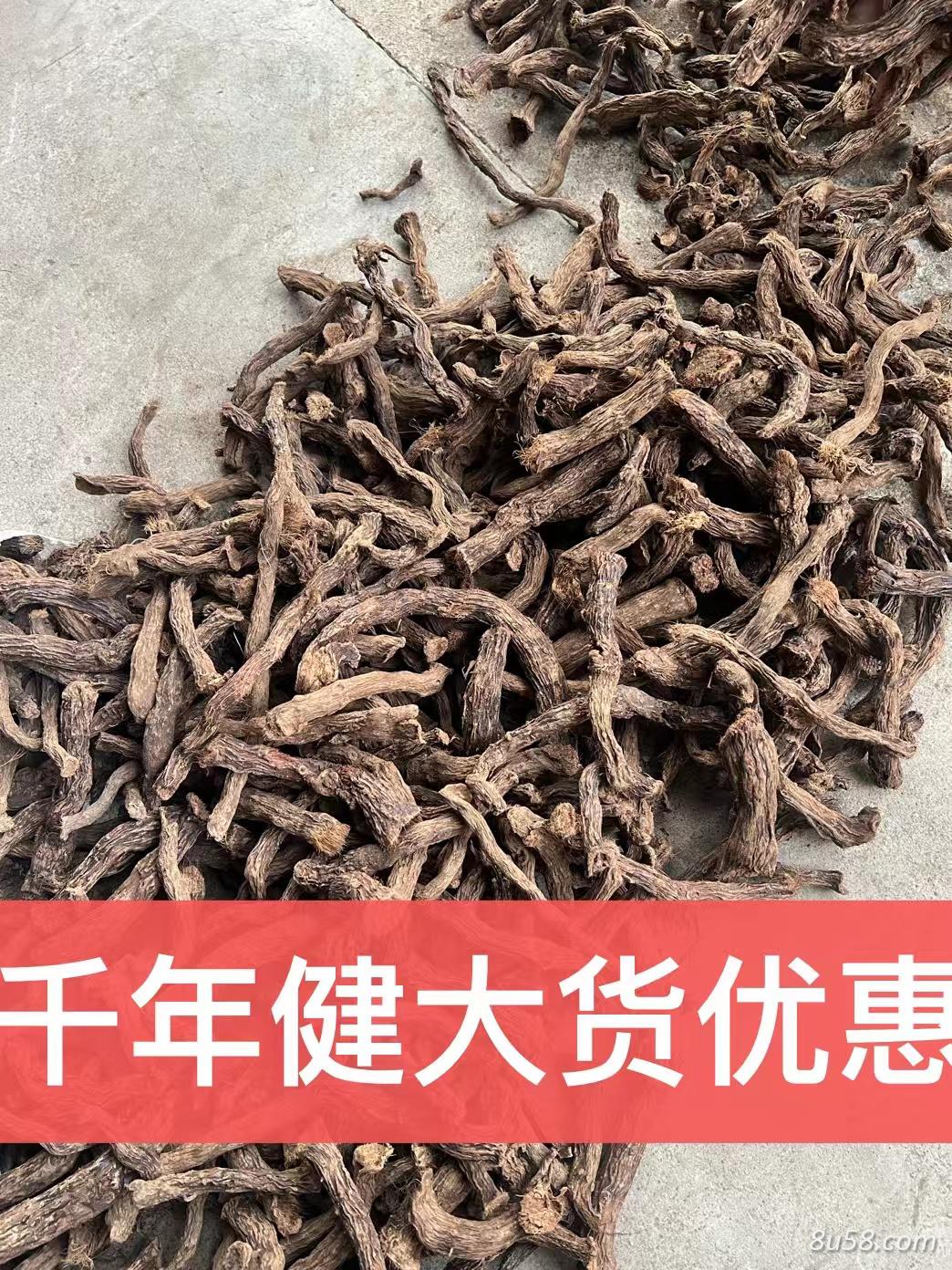 千年健