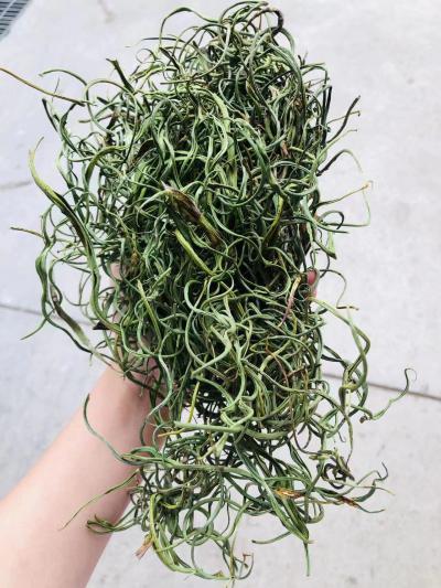 化石草