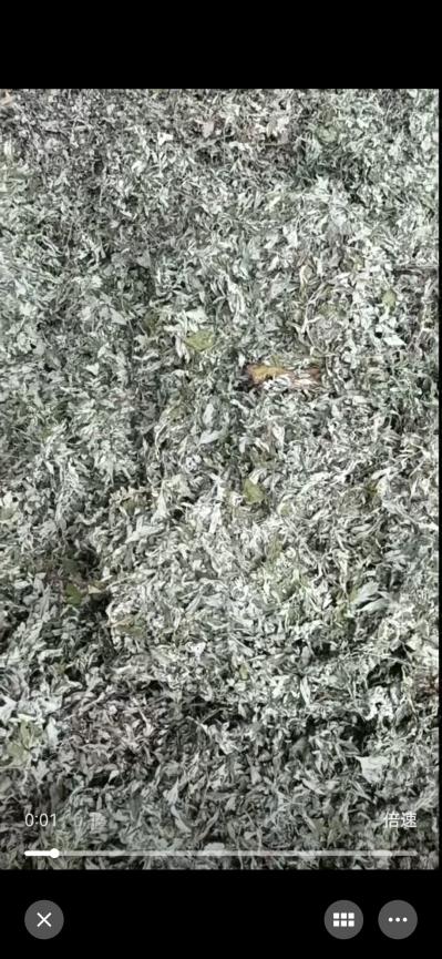 野生中后期艾草