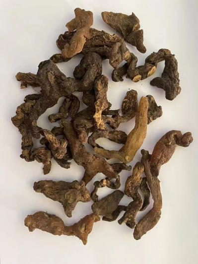 尼泊尔黄精