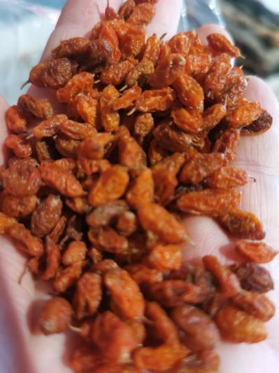 沙棘果