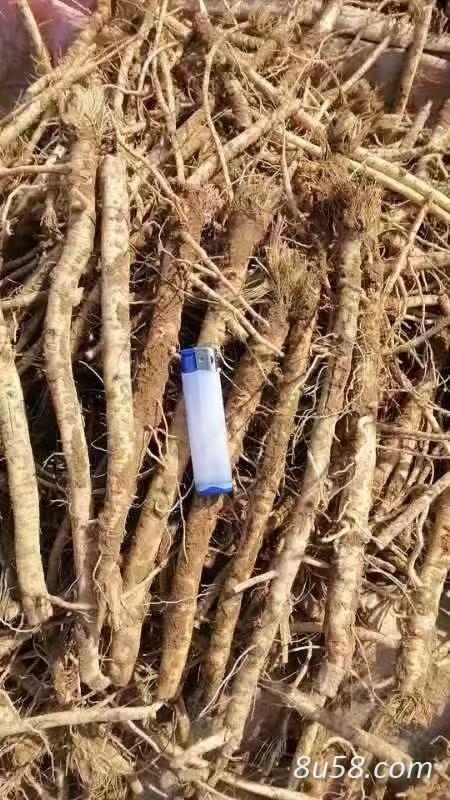 防风鲜货