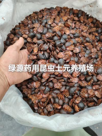土元干品过检