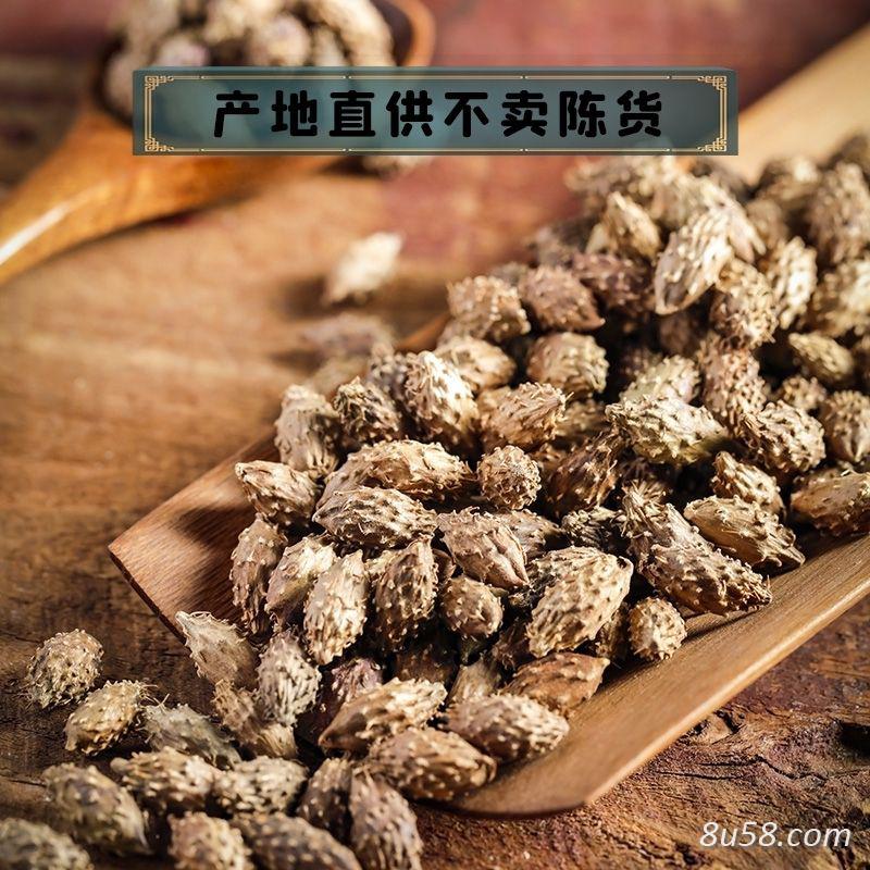 苍耳子
