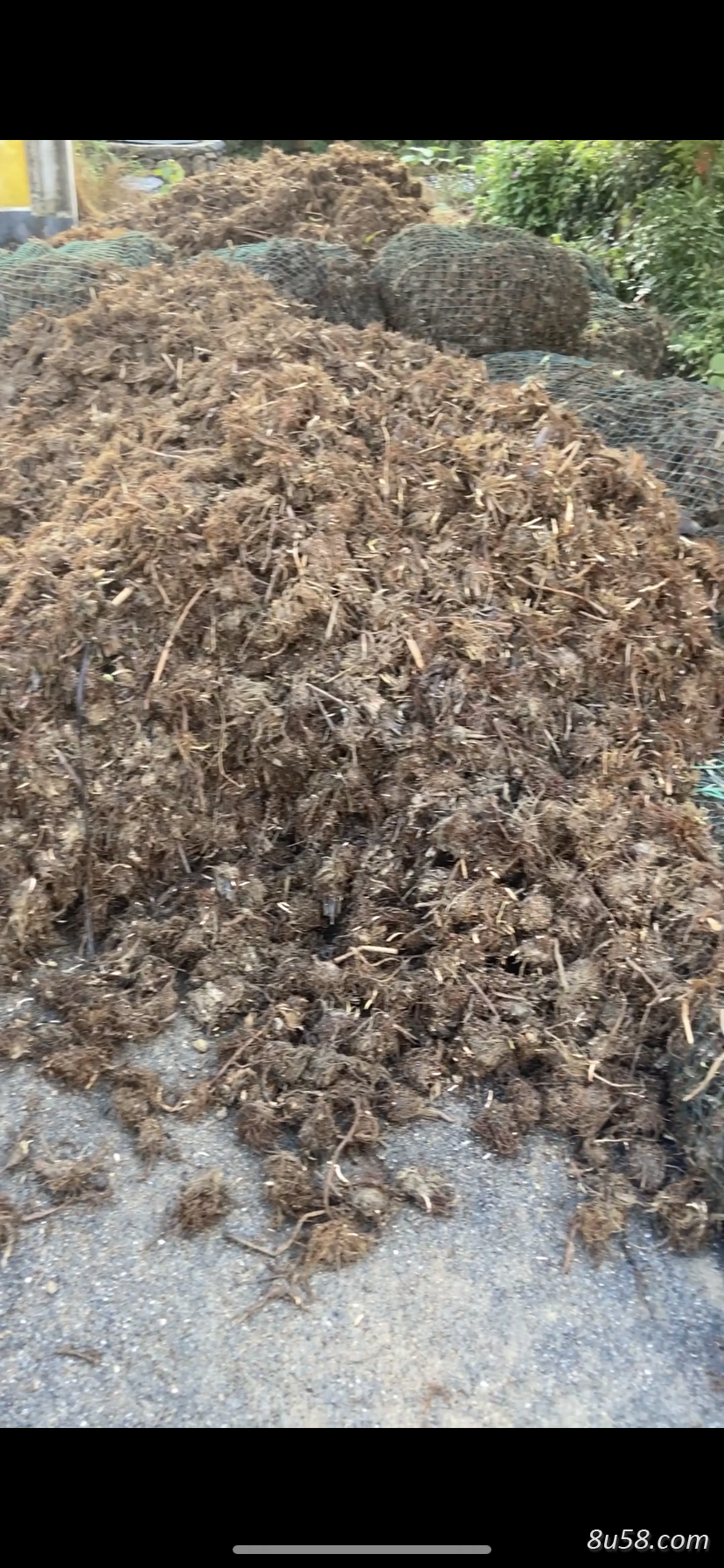 三棱有大量新鲜货