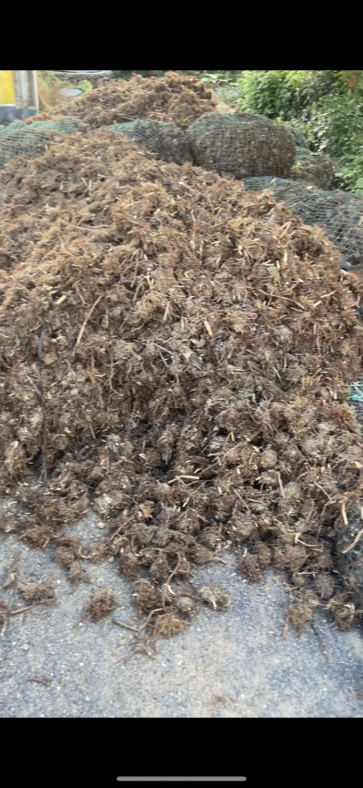 三棱有大量新鲜货