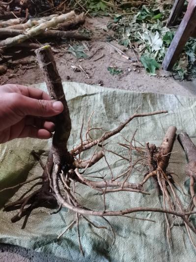 大通草苗桩苗 通草苗中药材通草种苗供应优质通草苗