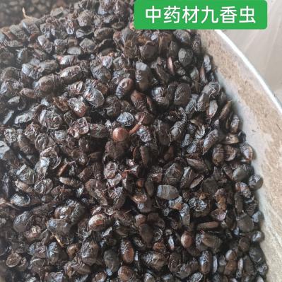 九香虫