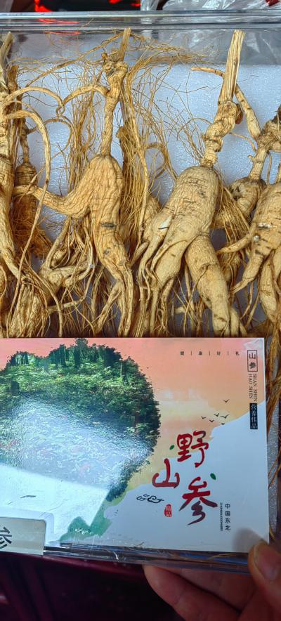 野山参