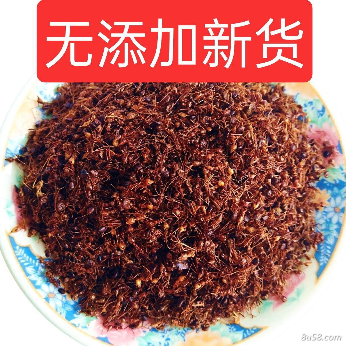红蚂蚁